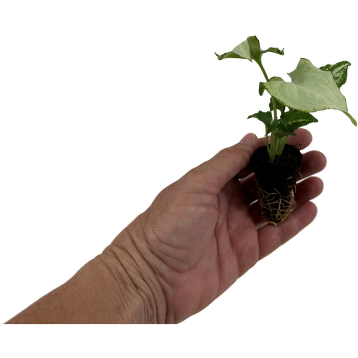 Syngonium Holly M Starter Plant or 4" Grower Pot