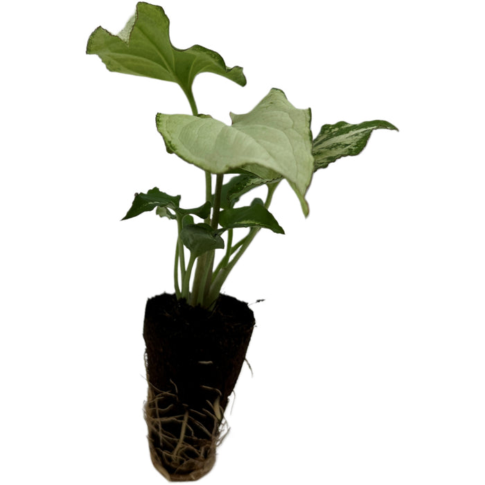 Syngonium Holly M Starter Plant or 4" Grower Pot