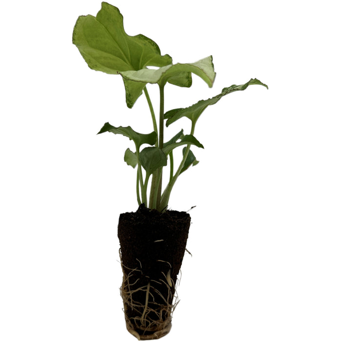 Syngonium Holly M Starter Plant or 4" Grower Pot