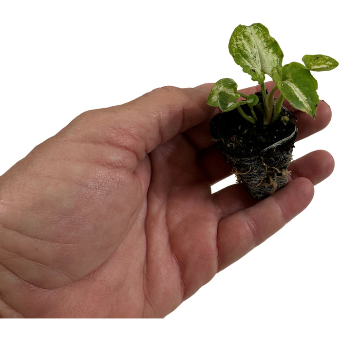 Synogonium Three Kings 4" Grower Pot
