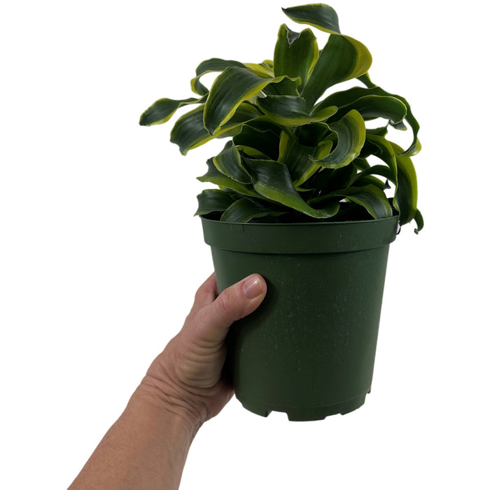 Dracaena Tornado 6" Grower Pot