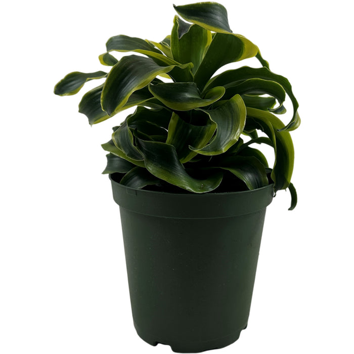 Dracaena Tornado 6" Grower Pot