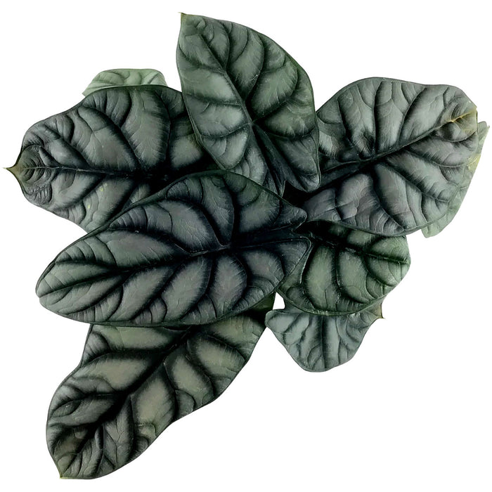 Alocasia Silver Dragon Baginda