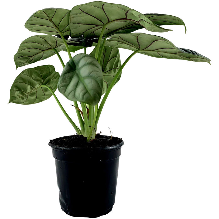 Alocasia Silver Dragon Baginda