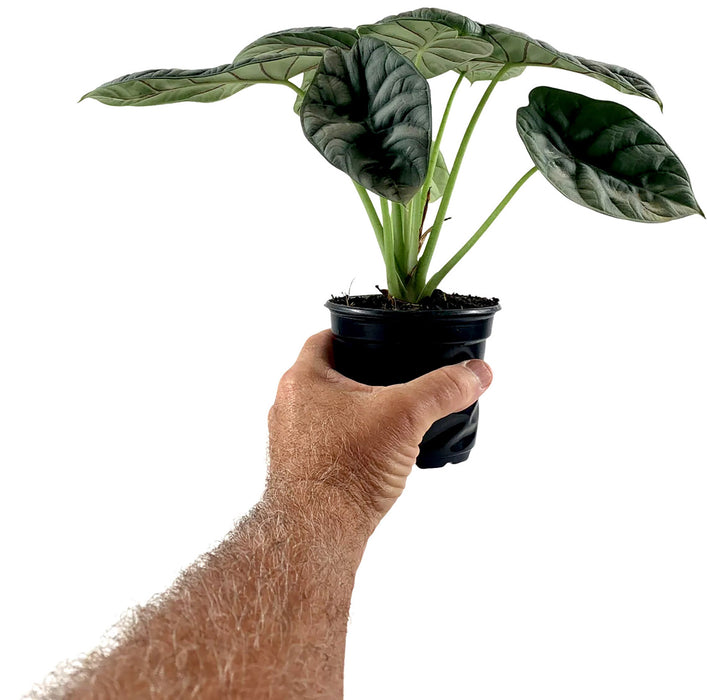 Alocasia Silver Dragon Baginda