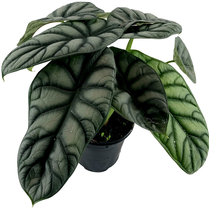 Alocasia Silver Dragon Baginda