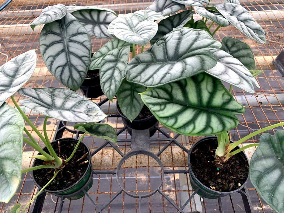 Alocasia Silver Dragon Baginda