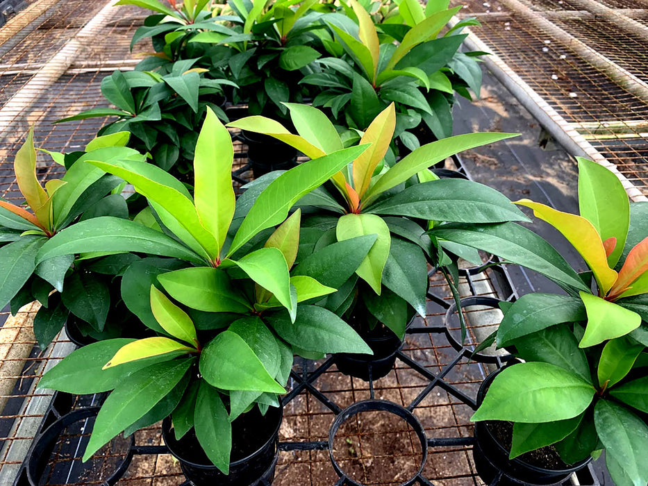 Ardisia Humilis