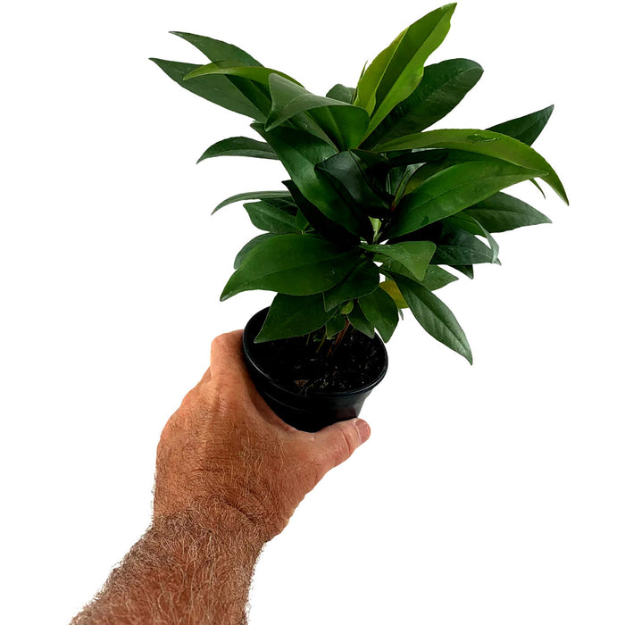 Ardisia Humilis