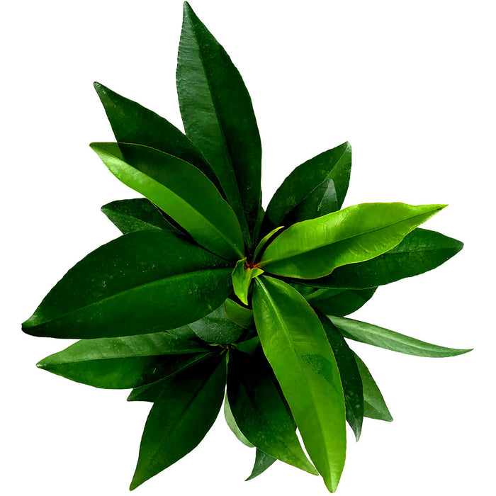 Ardisia Humilis