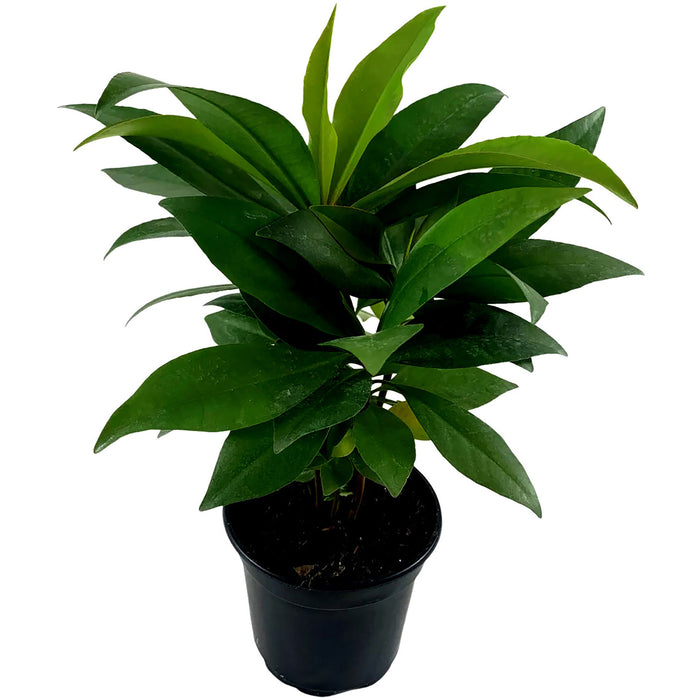 Ardisia Humilis