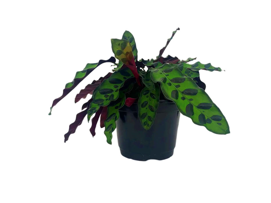 Calathea Lancifolia "Rattlesnake Plant" Starter Plant or 4" Grower Pot