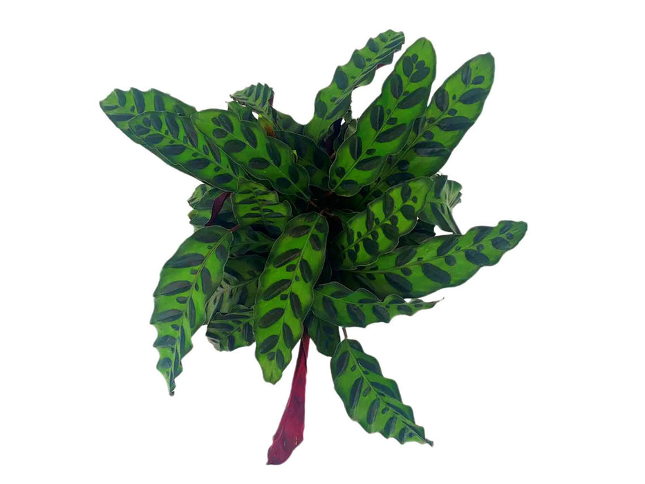 Calathea Lancifolia "Rattlesnake Plant" Starter Plant or 4" Grower Pot