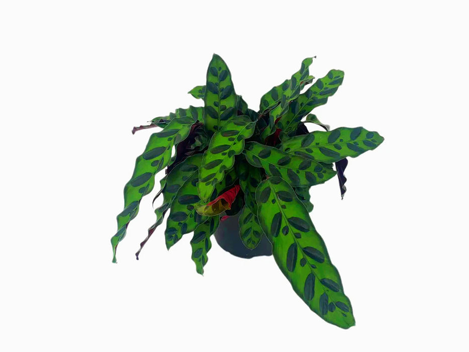 Calathea Lancifolia "Rattlesnake Plant" Starter Plant or 4" Grower Pot