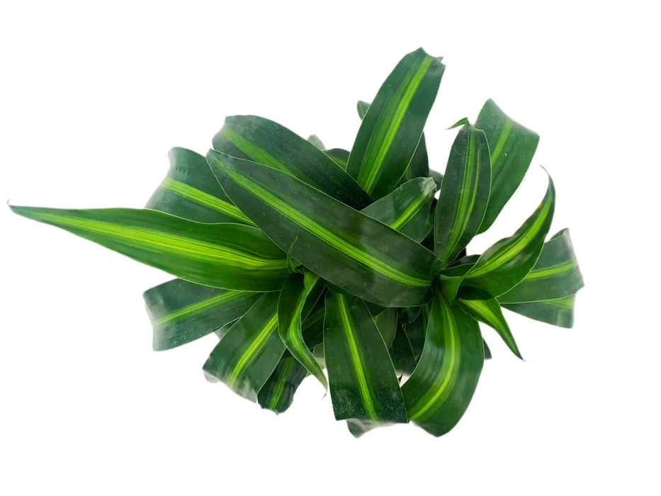 Dracaena "Hawaiian Sunshine"