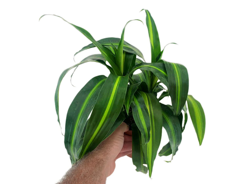 Dracaena "Hawaiian Sunshine"