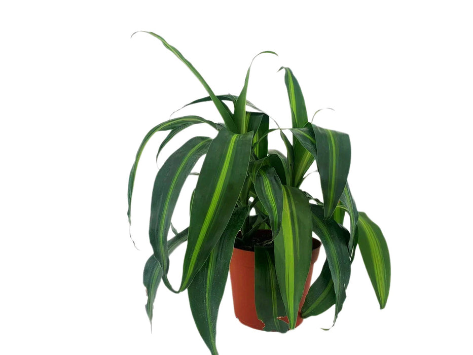 Dracaena "Hawaiian Sunshine"