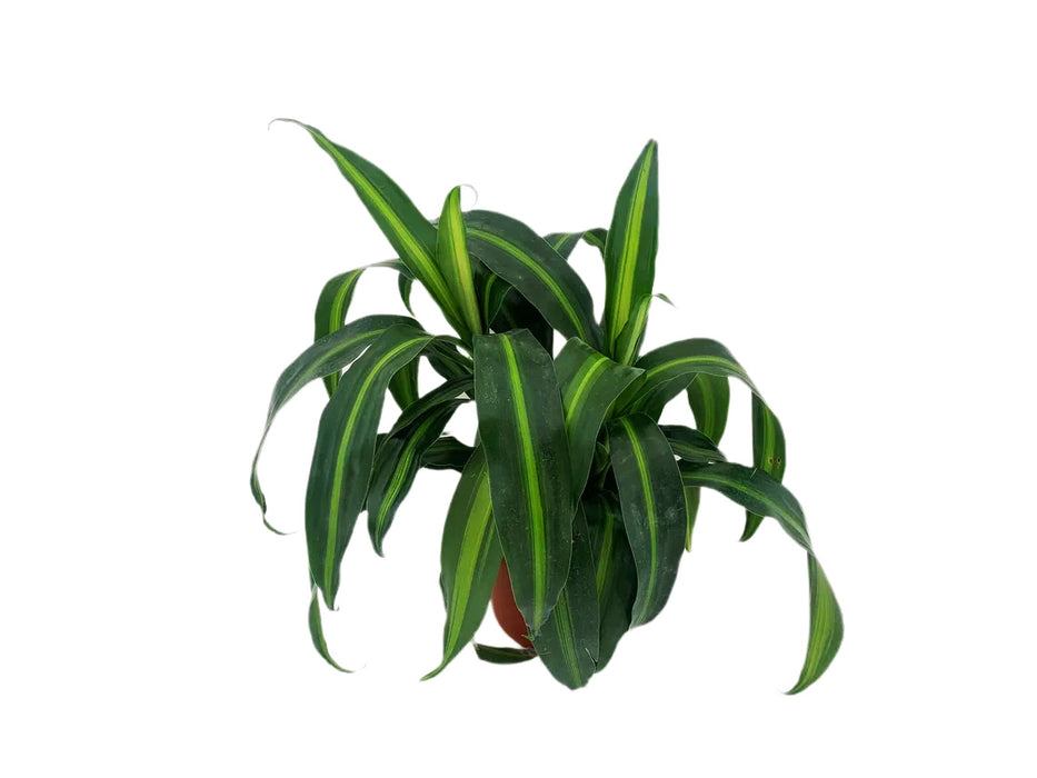 Dracaena "Hawaiian Sunshine"