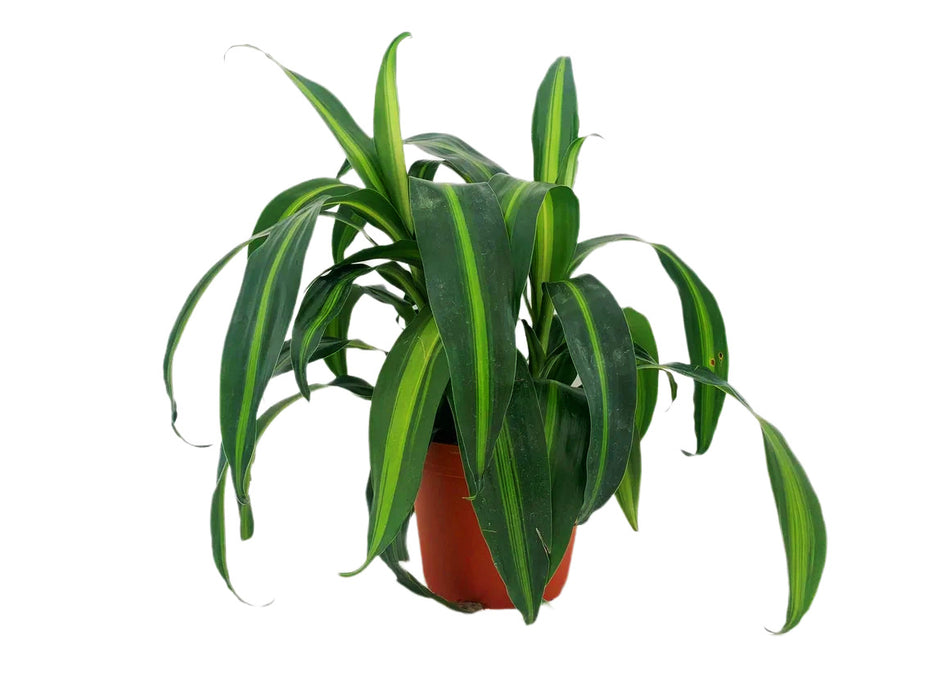 Dracaena "Hawaiian Sunshine"