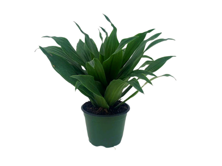 Dracaena Janet Craig Compacta