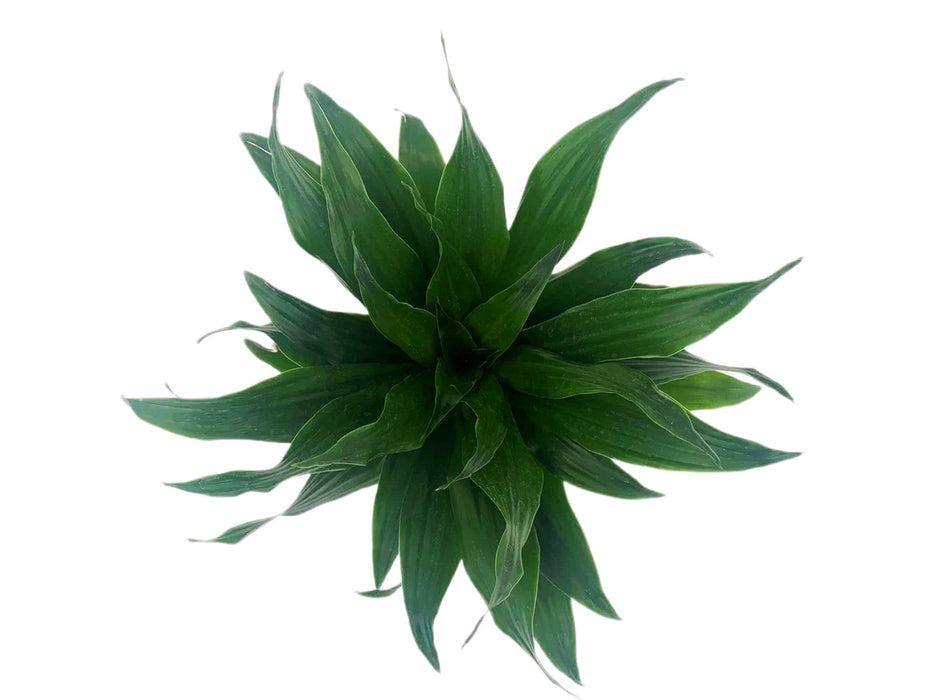 Dracaena Janet Craig Compacta