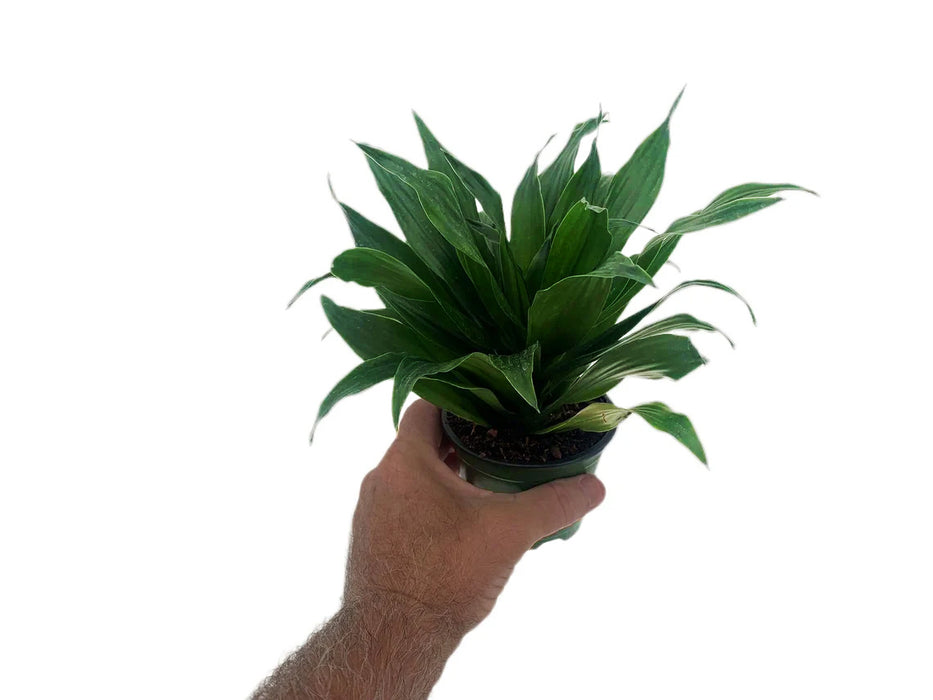 Dracaena Janet Craig Compacta