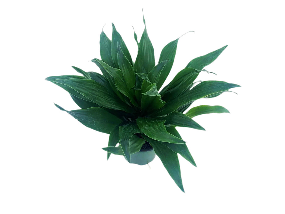 Dracaena Janet Craig Compacta
