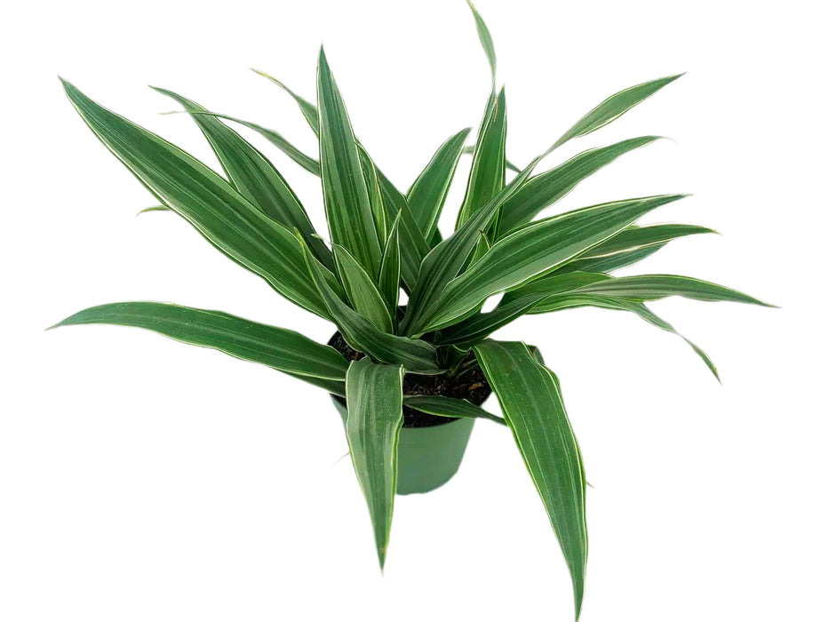 Dracaena Lemon Lime Warneckii