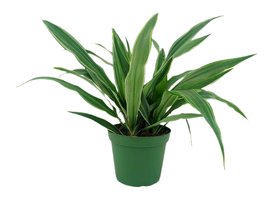 Dracaena Lemon Lime Warneckii