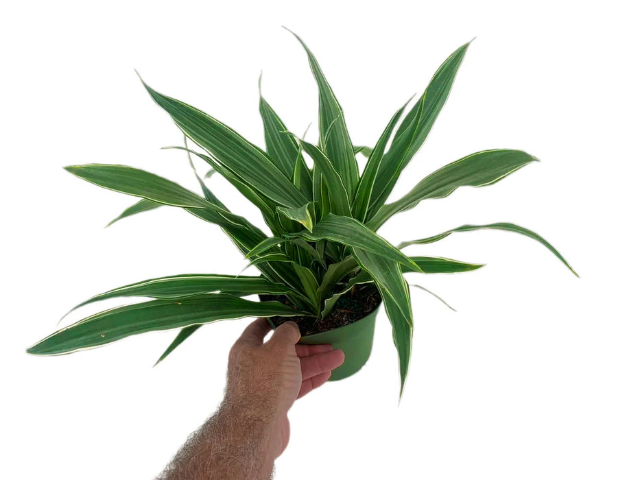 Dracaena Lemon Lime Warneckii