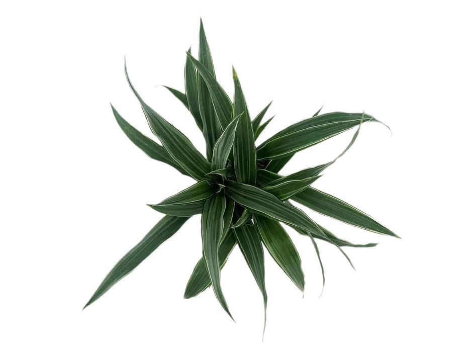 Dracaena Lemon Lime Warneckii