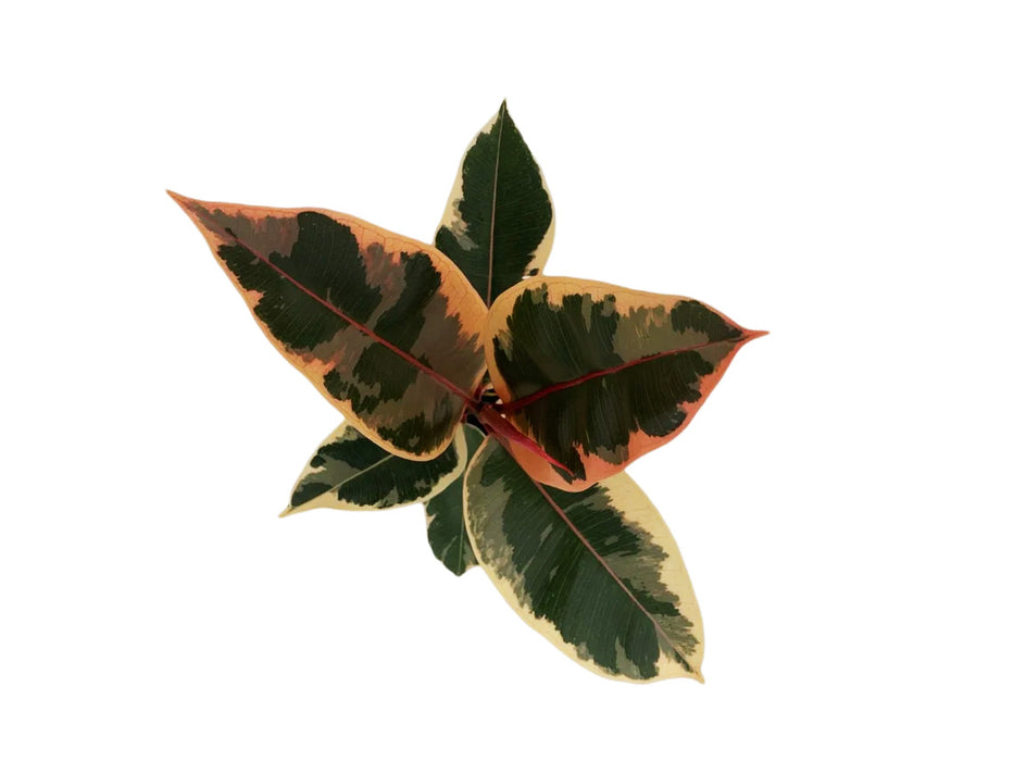 Ficus "Tineke" Elastica Variegated Rubber Plant