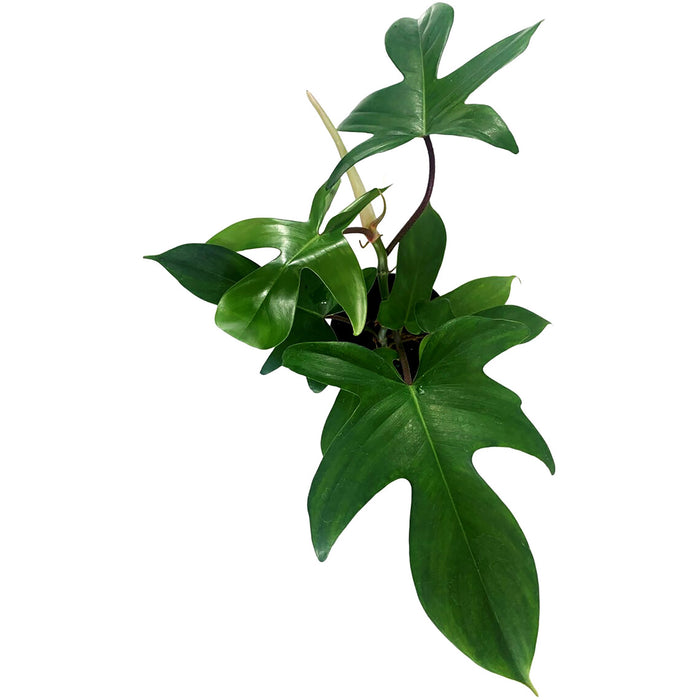 Philodendron Florida Green Starter Plant/4" Grower Pot