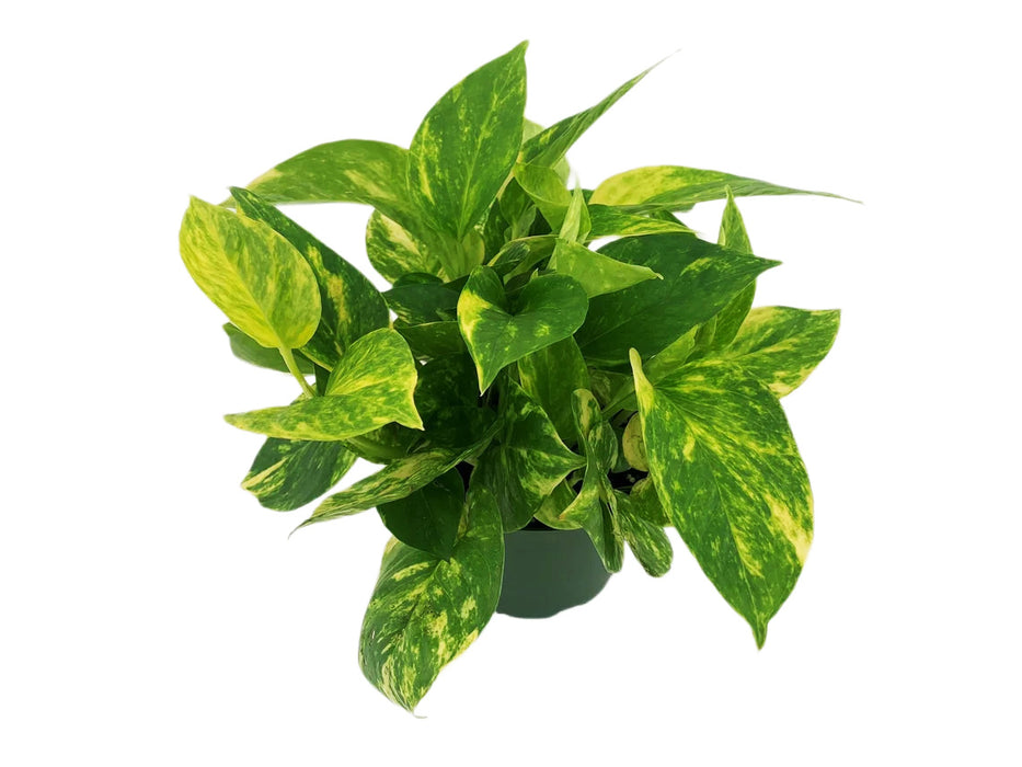 Golden Pothos