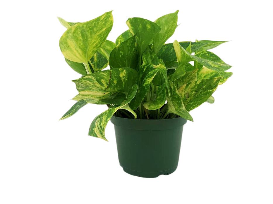 Golden Pothos