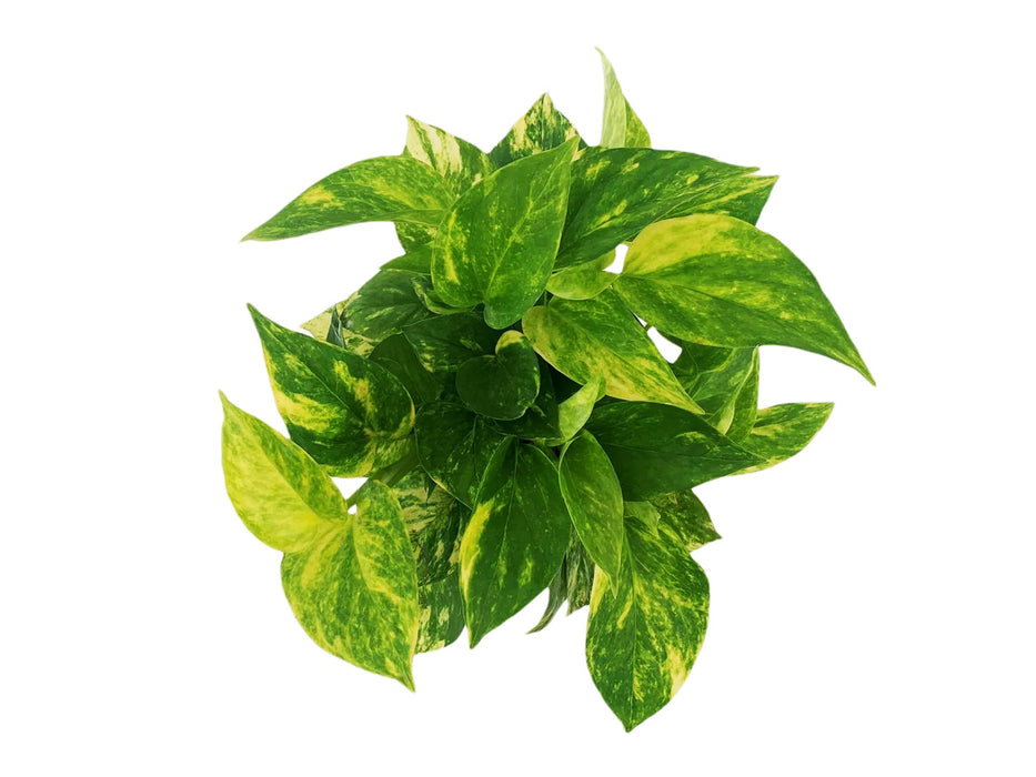 Golden Pothos
