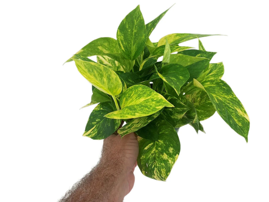 Golden Pothos