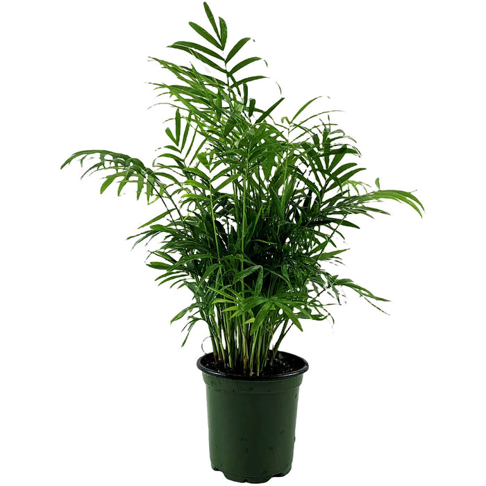 Neanthe Bella Palm "Parlor Palm" Chamaedorea Elegans