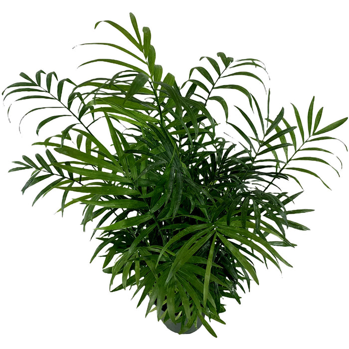 Neanthe Bella Palm "Parlor Palm" Chamaedorea Elegans