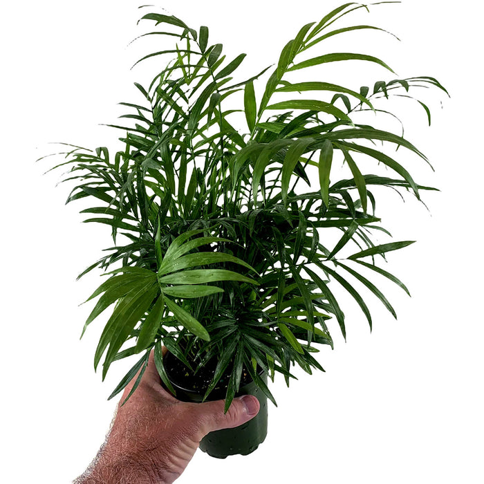 Neanthe Bella Palm "Parlor Palm" Chamaedorea Elegans