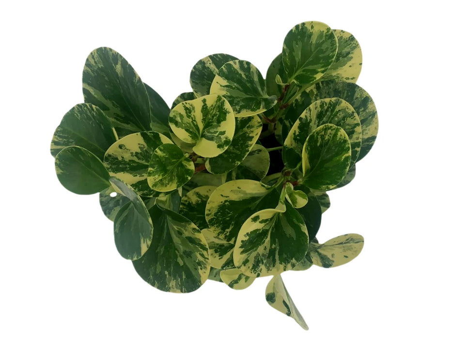 Peperomia Obtusifolia Marble Variegated