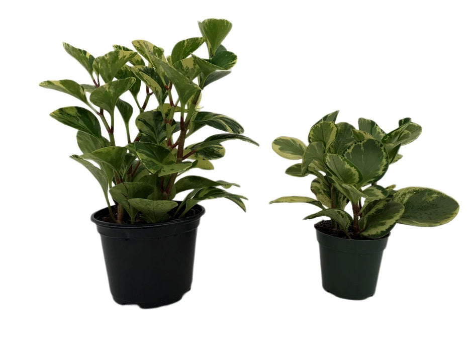 Peperomia Obtusifolia Marble Variegated