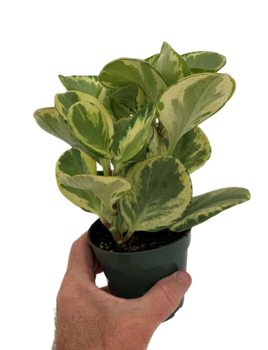 Peperomia Obtusifolia Marble Variegated