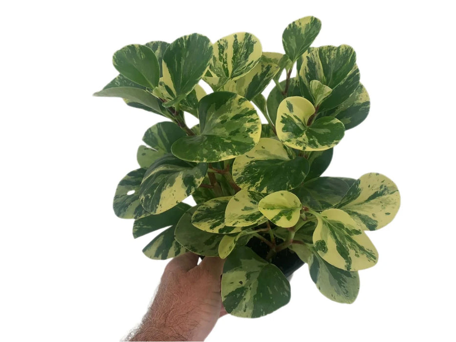 Peperomia Obtusifolia Marble Variegated