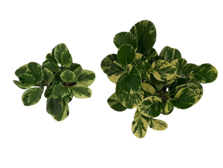 Peperomia Obtusifolia Marble Variegated