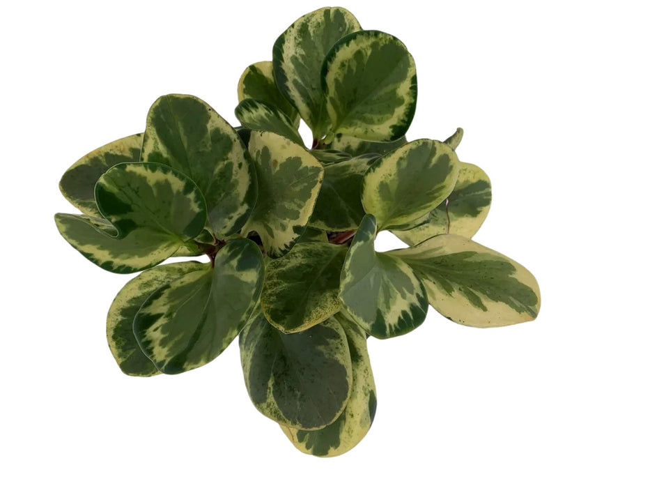 Peperomia Obtusifolia Marble Variegated