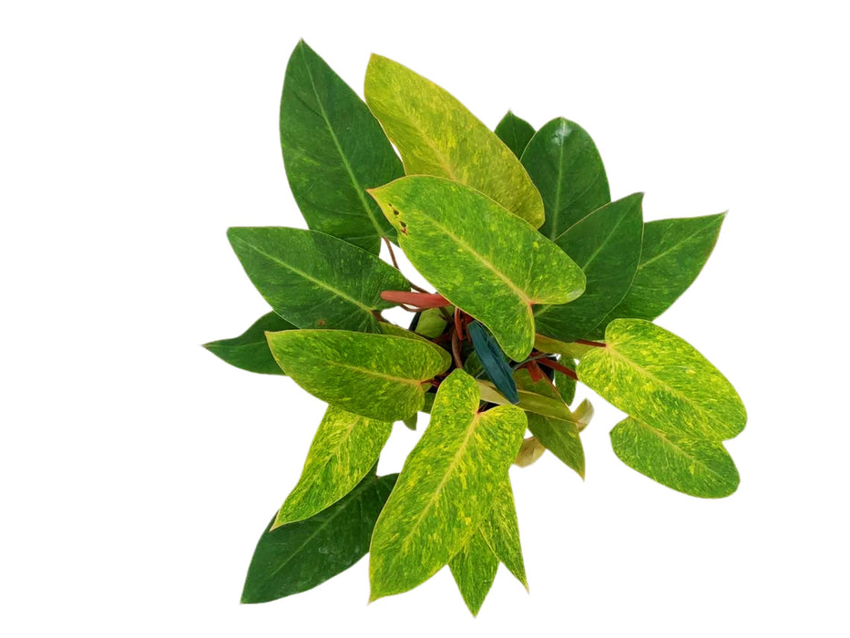 Philodendron Painted Lady-Starter Plant or 4" Grower Pot