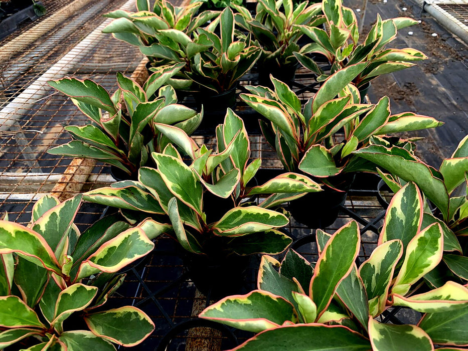 Rainbow Peperoma Ginny-4" Grower Pot