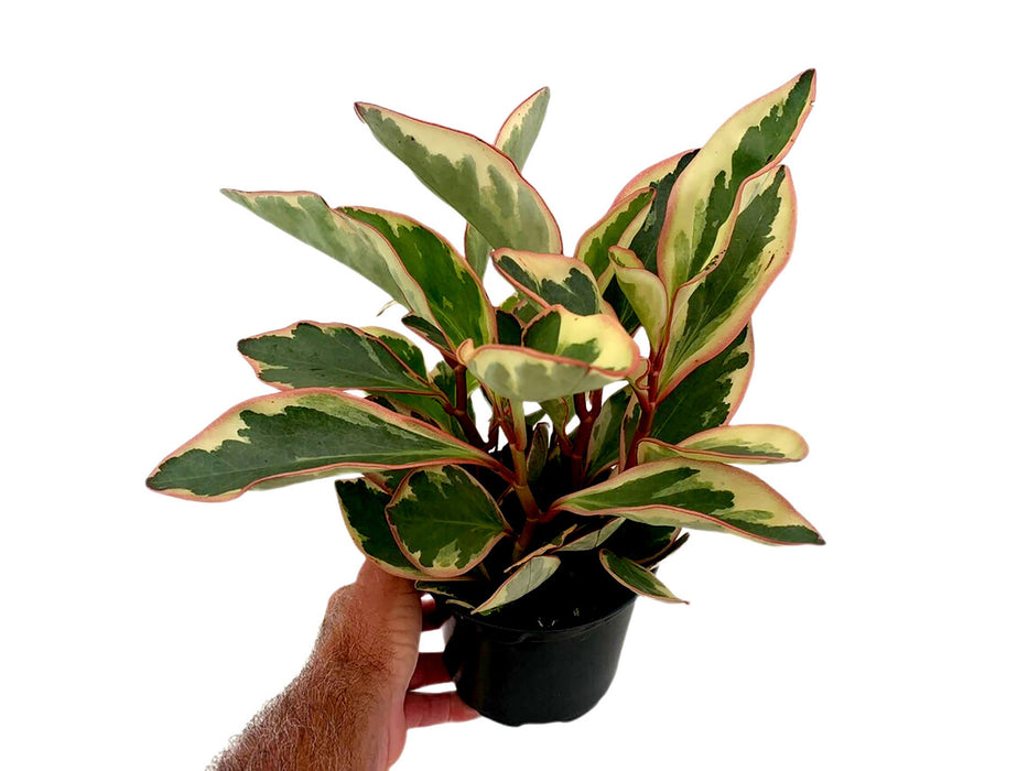 Rainbow Peperoma Ginny-4" Grower Pot