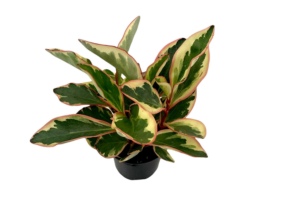 Rainbow Peperoma Ginny-4" Grower Pot